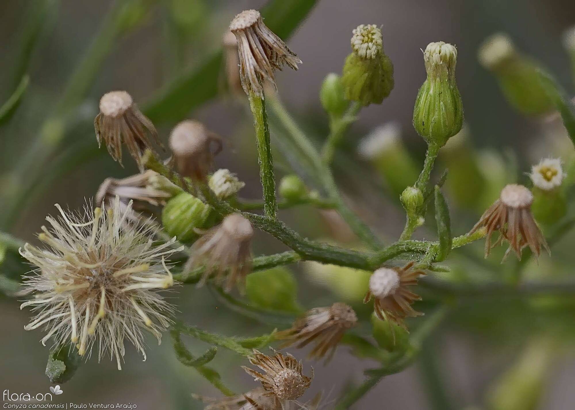 Conyza canadensis - Capítulo frutífero | Paulo Ventura Araújo; CC BY-NC 4.0