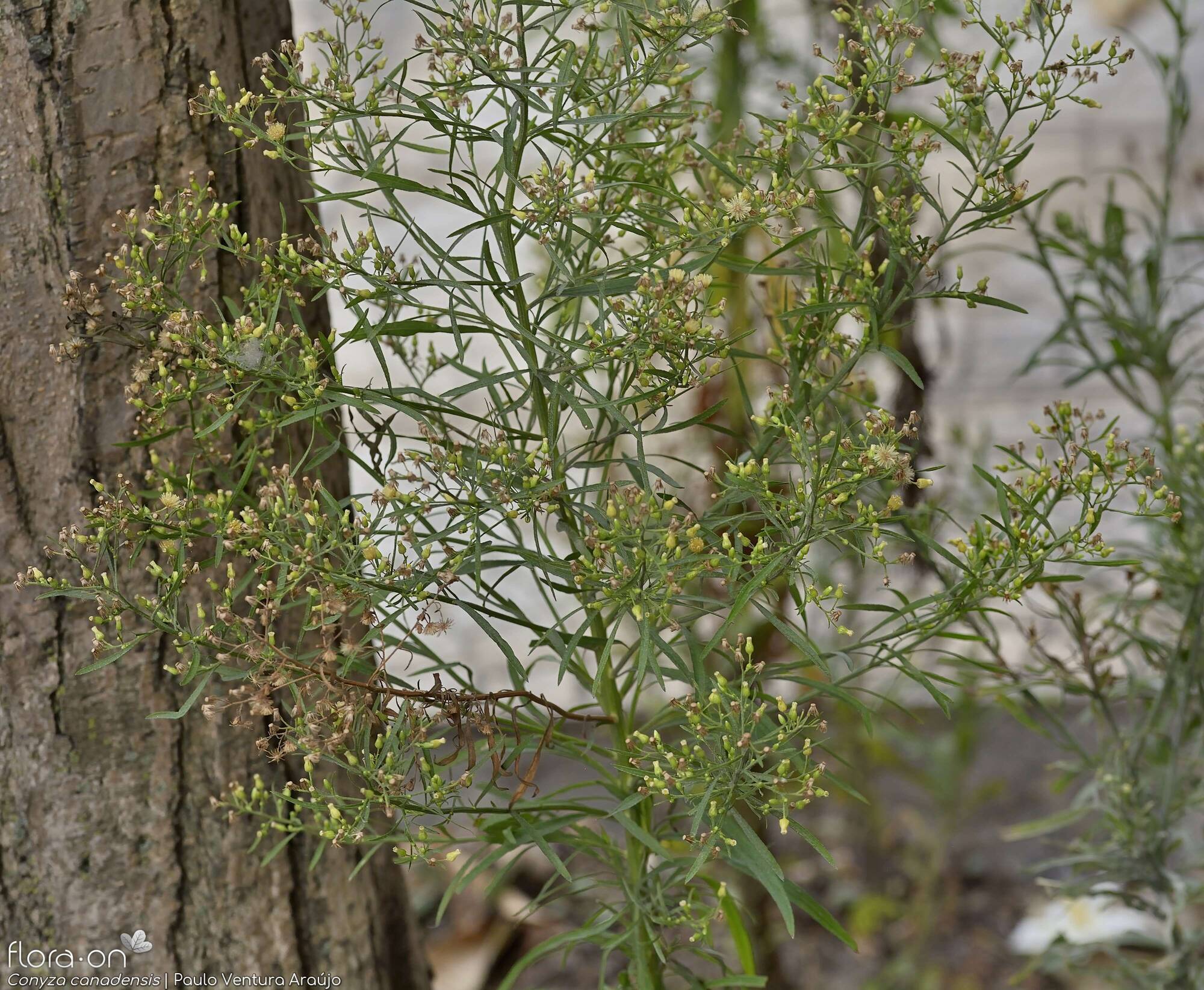 Conyza canadensis - Hábito | Paulo Ventura Araújo; CC BY-NC 4.0