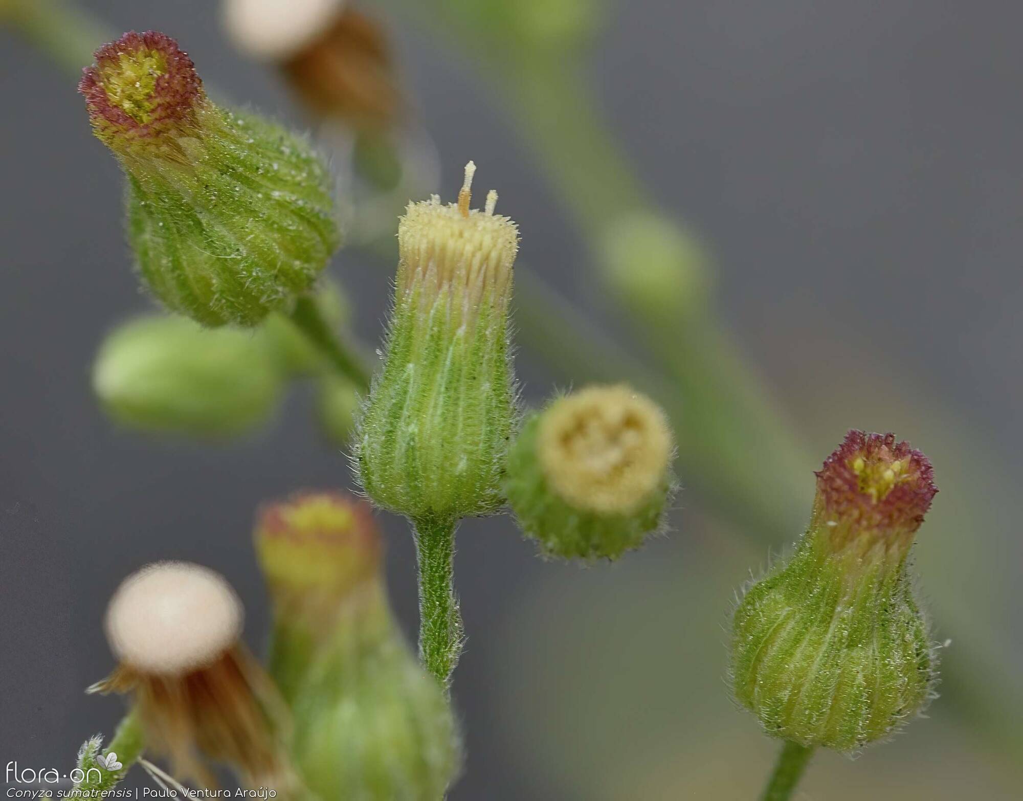 Conyza sumatrensis - Capítulo | Paulo Ventura Araújo; CC BY-NC 4.0