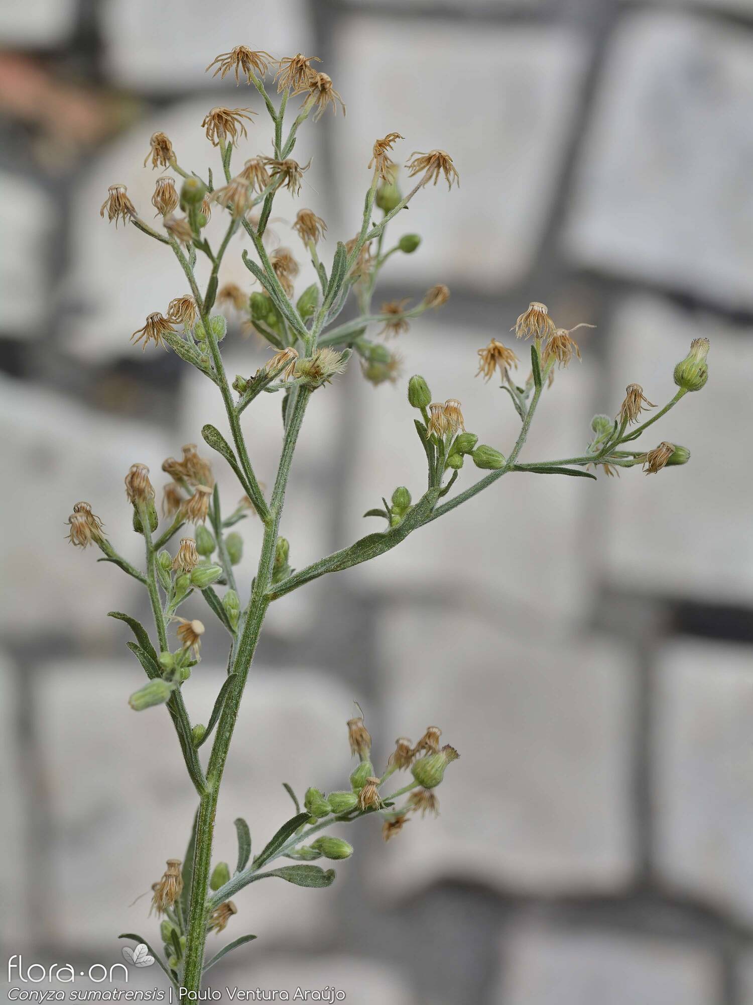 Conyza sumatrensis - Flor (geral) | Paulo Ventura Araújo; CC BY-NC 4.0