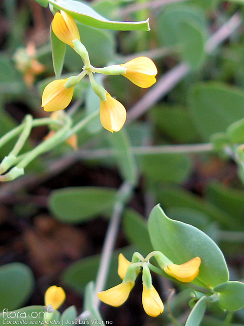Coronilla scorpioides - Flor (close-up) | José Luís Vitorino; CC BY-NC 4.0