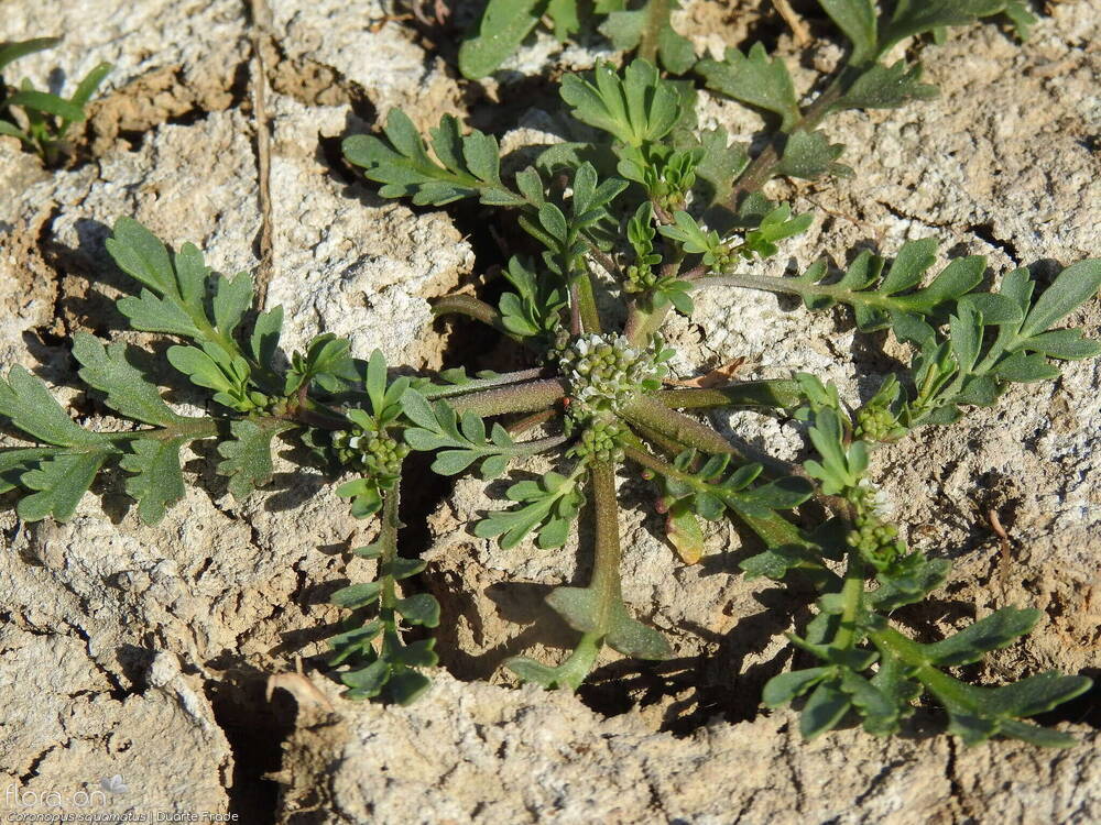 Coronopus squamatus