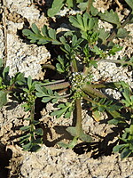 Coronopus squamatus