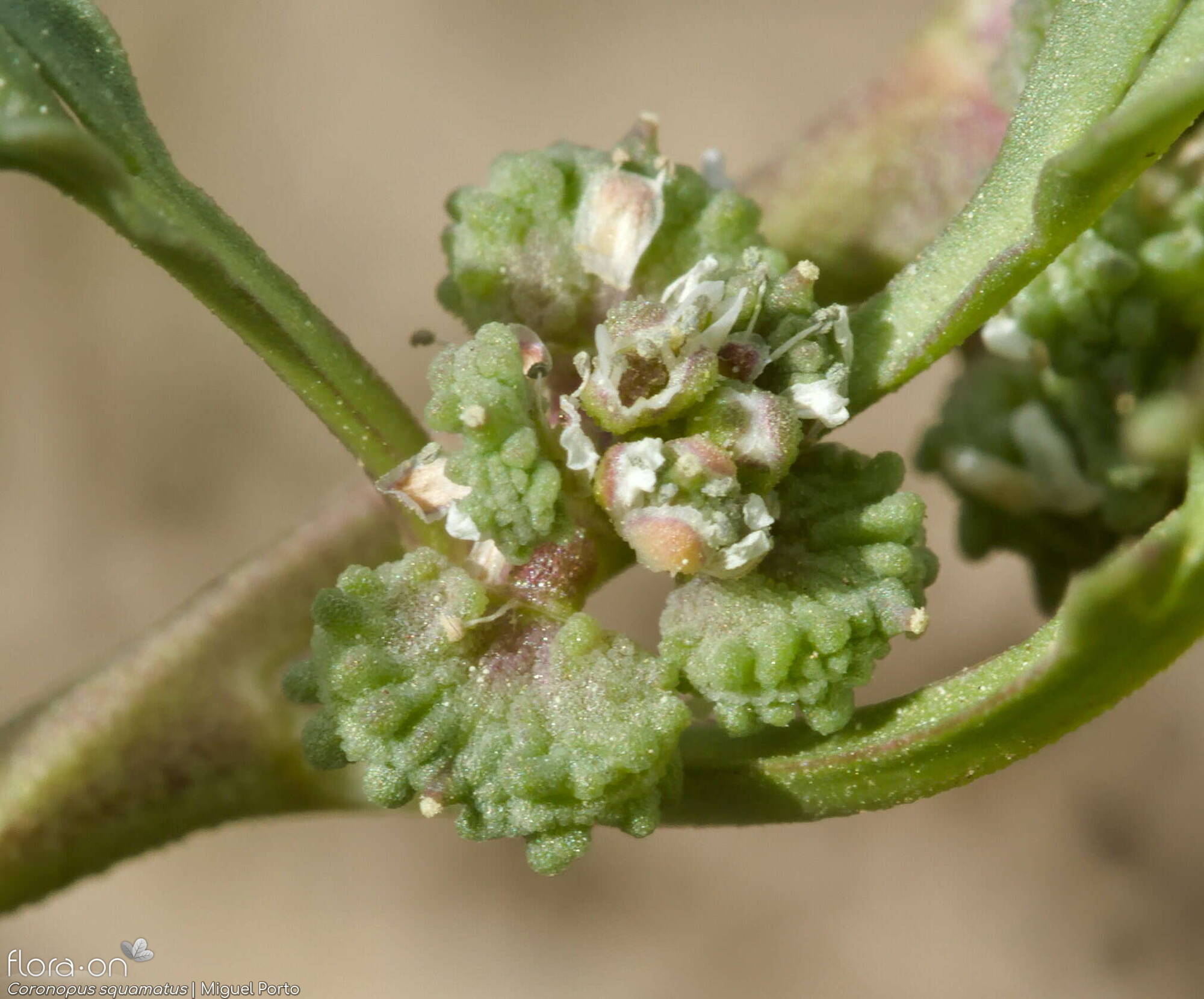 Coronopus squamatus - Fruto | Miguel Porto; CC BY-NC 4.0