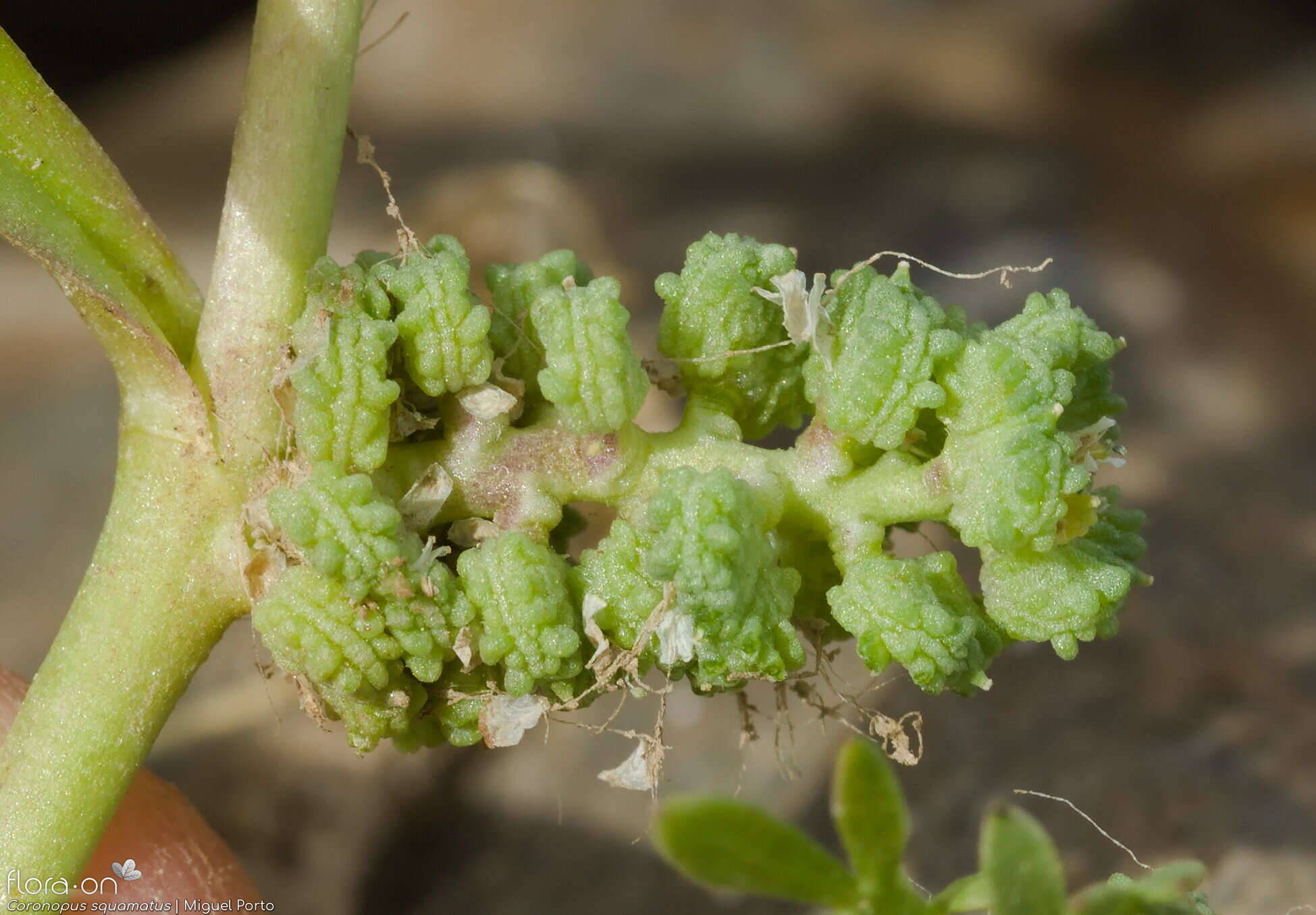 Coronopus squamatus - Fruto | Miguel Porto; CC BY-NC 4.0