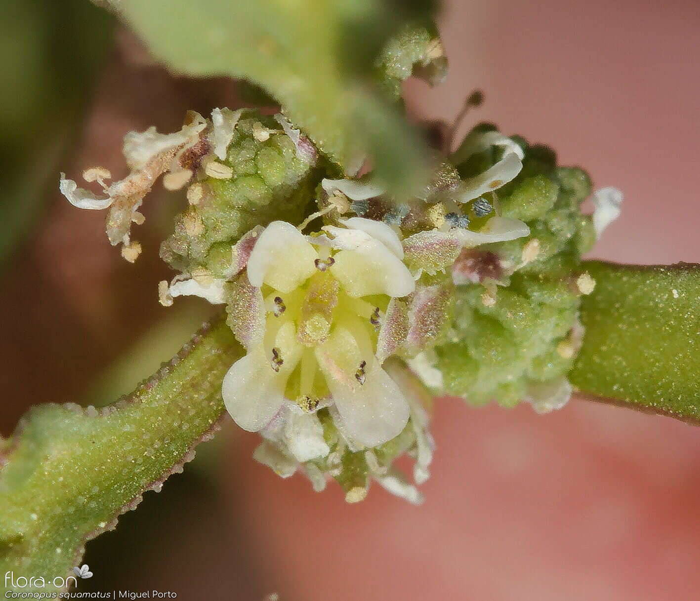 Coronopus squamatus - Flor (close-up) | Miguel Porto; CC BY-NC 4.0