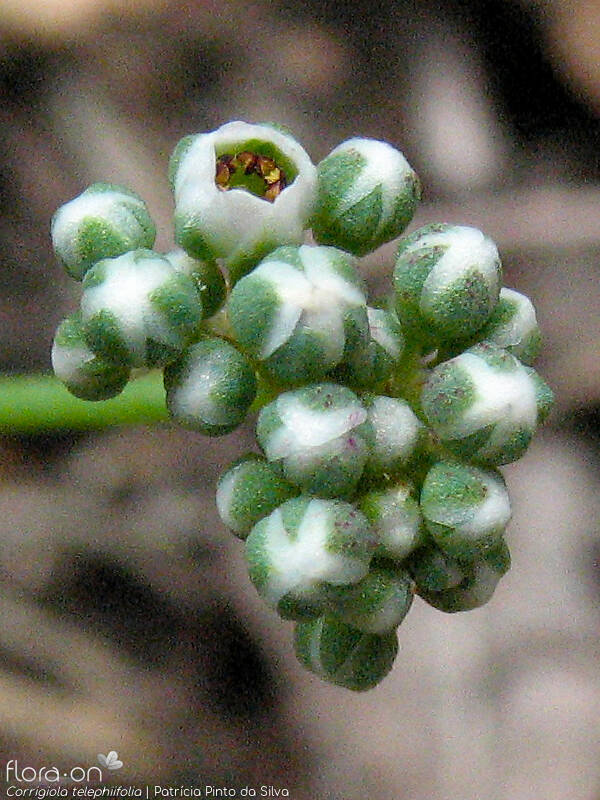 Corrigiola telephiifolia - Flor (close-up) | Patrícia Pinto da Silva; CC BY-NC 4.0