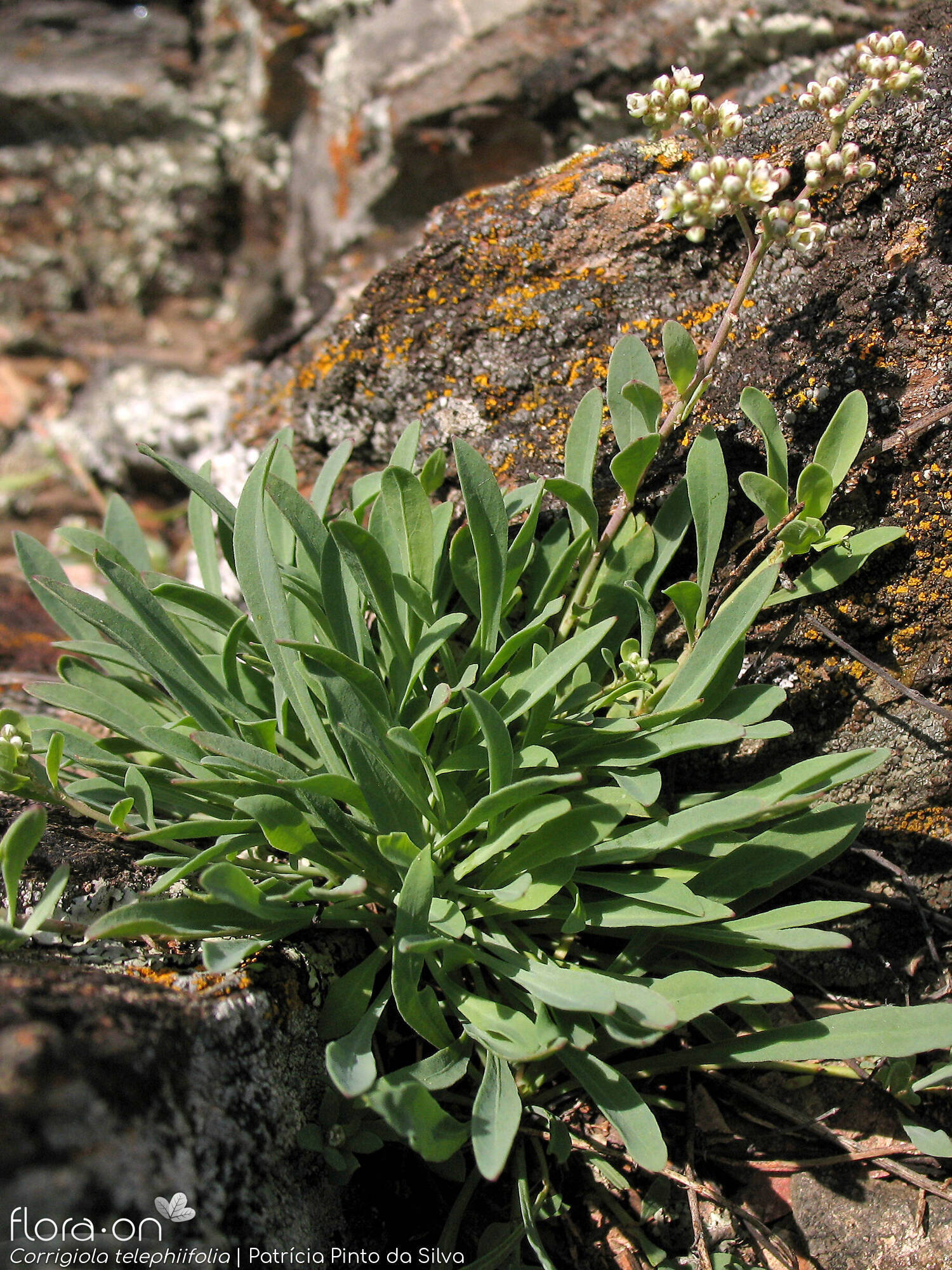 Corrigiola telephiifolia - Folha (geral) | Patrícia Pinto da Silva; CC BY-NC 4.0