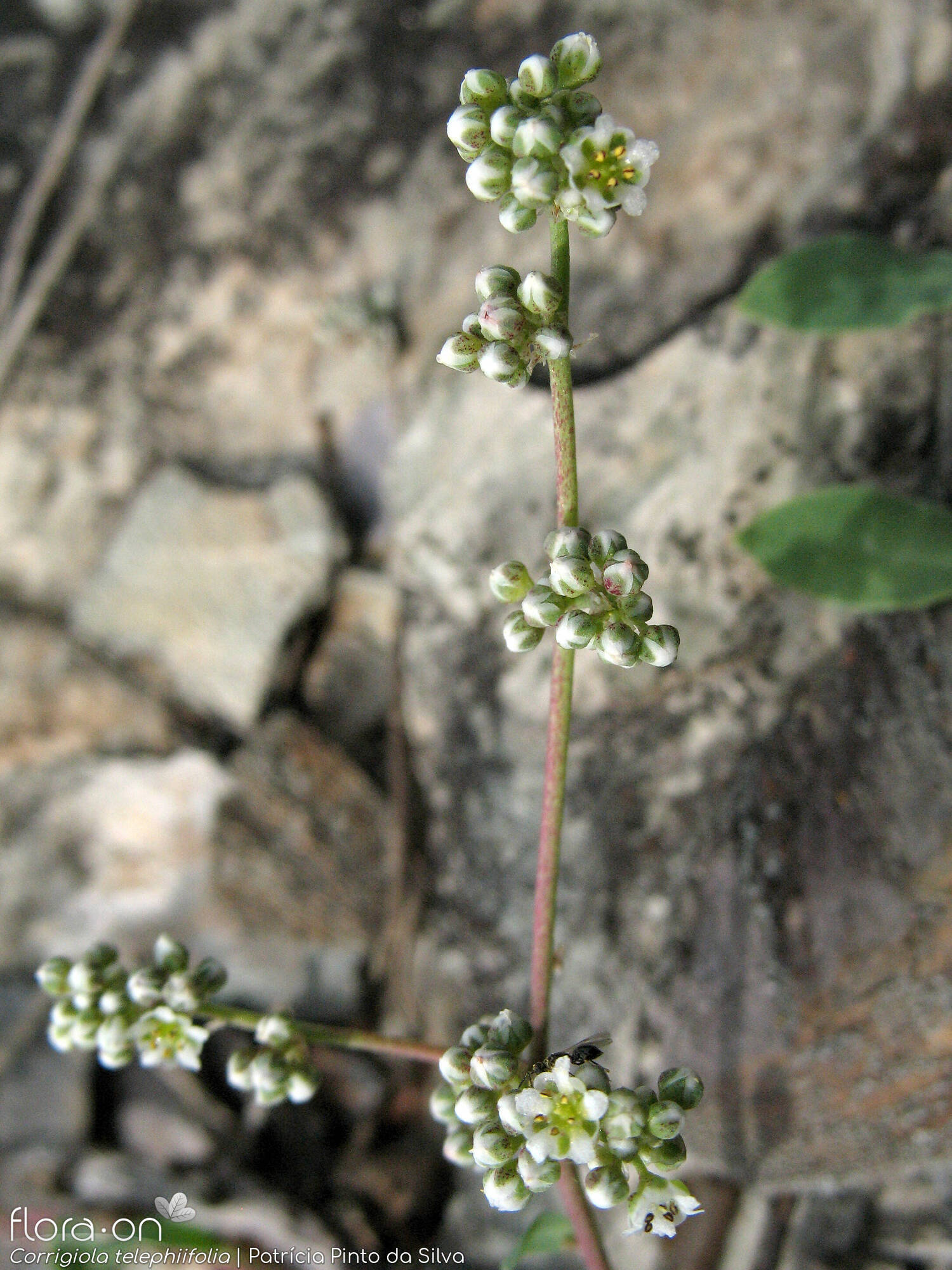 Corrigiola telephiifolia - Flor (geral) | Patrícia Pinto da Silva; CC BY-NC 4.0