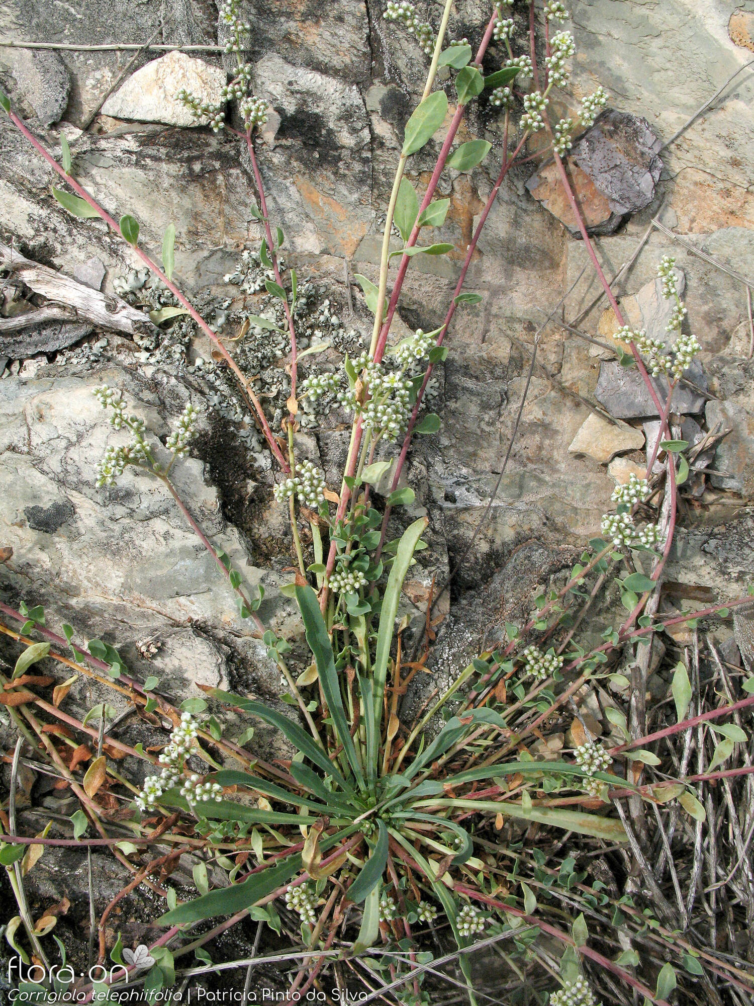 Corrigiola telephiifolia - Hábito | Patrícia Pinto da Silva; CC BY-NC 4.0
