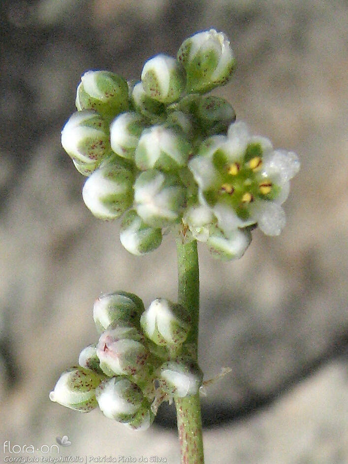 Corrigiola telephiifolia - Flor (close-up) | Patrícia Pinto da Silva; CC BY-NC 4.0