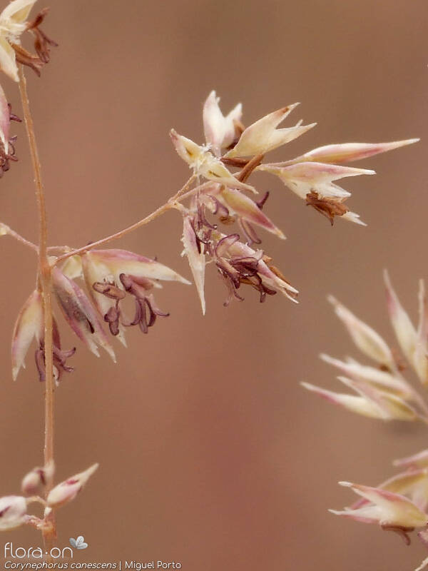Corynephorus canescens - Flor (close-up) | Miguel Porto; CC BY-NC 4.0