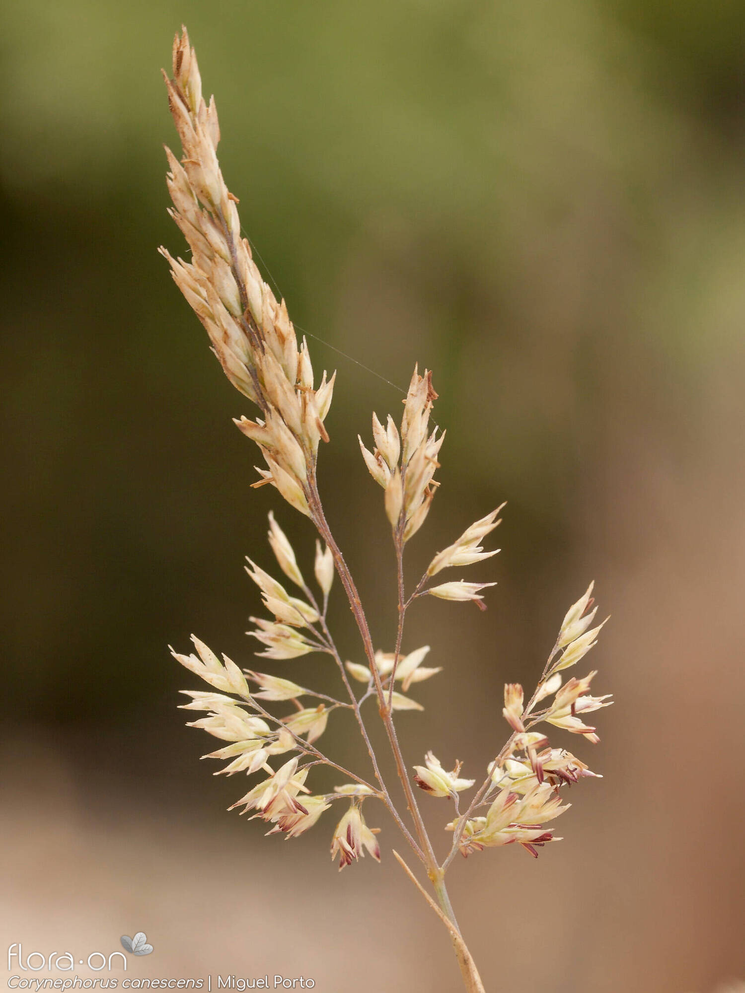 Corynephorus canescens - Flor (geral) | Miguel Porto; CC BY-NC 4.0