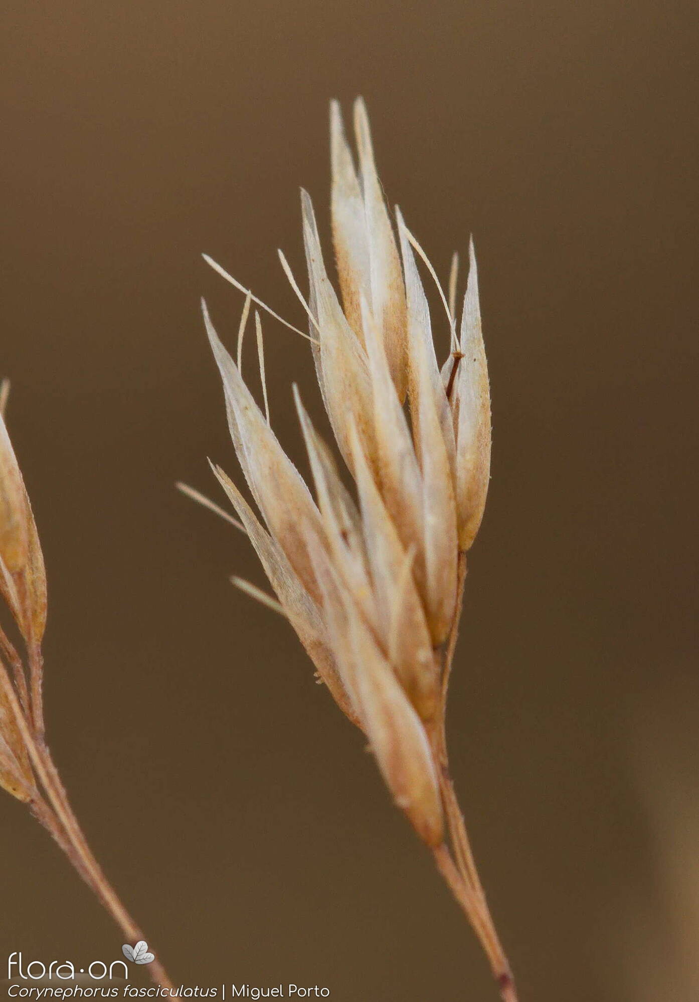 Corynephorus fasciculatus - Flor (close-up) | Miguel Porto; CC BY-NC 4.0