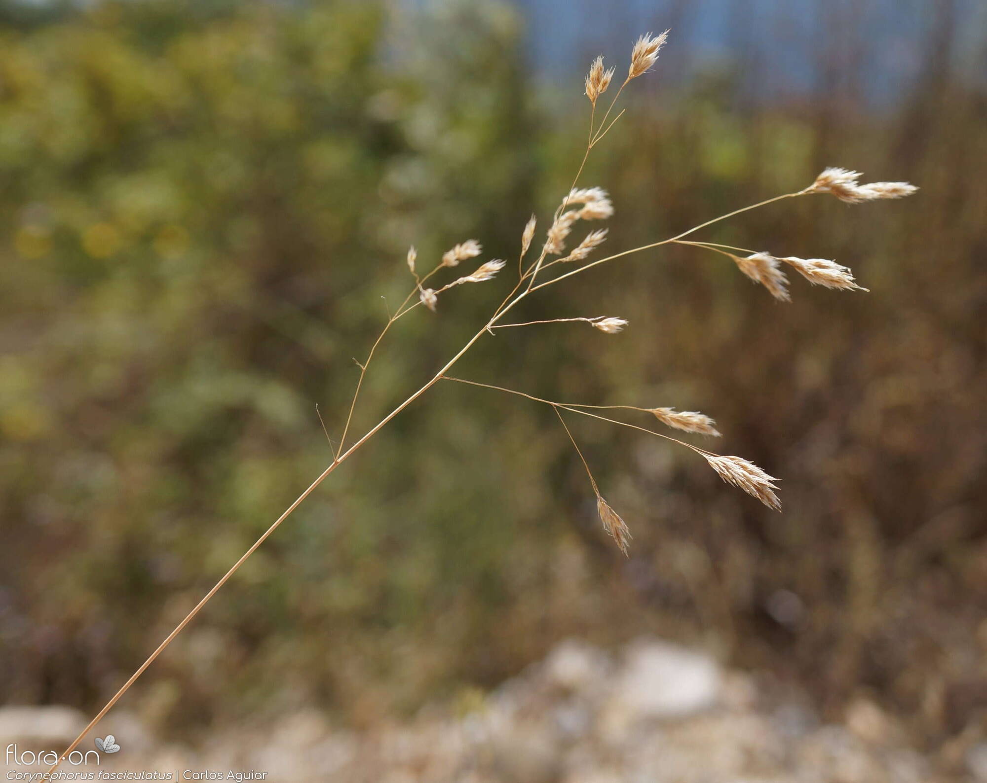 Corynephorus fasciculatus - Flor (geral) | Carlos Aguiar; CC BY-NC 4.0