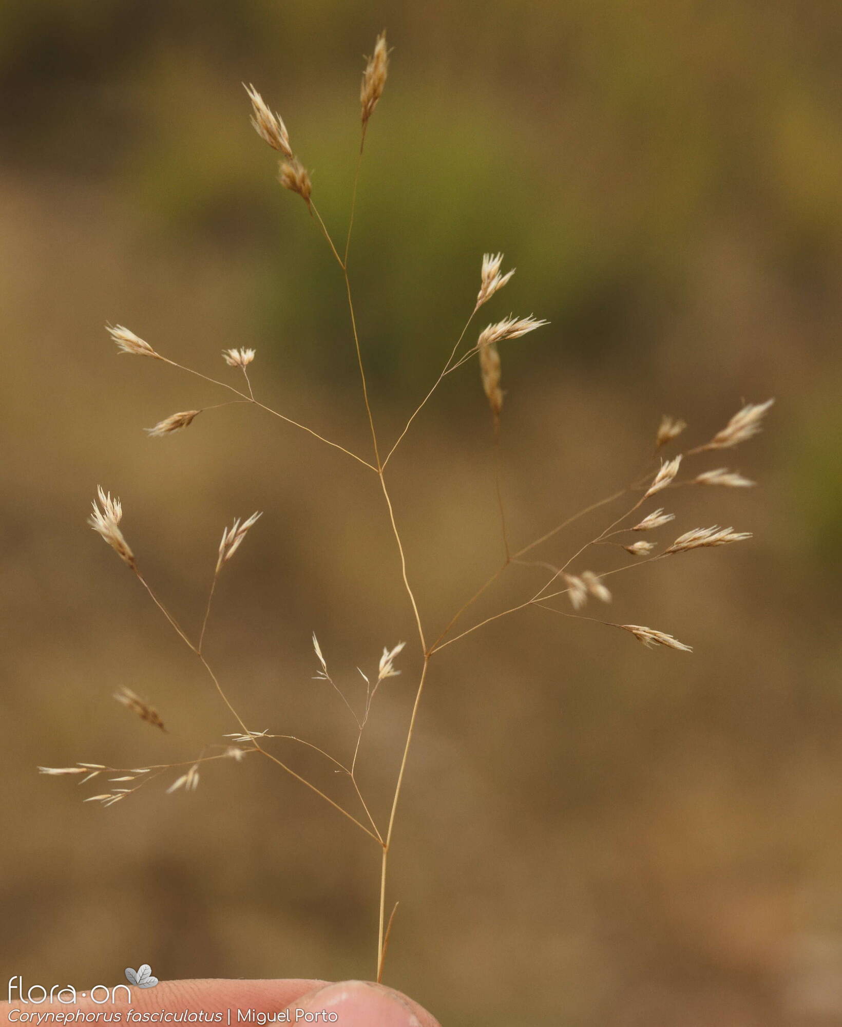 Corynephorus fasciculatus - Flor (geral) | Miguel Porto; CC BY-NC 4.0
