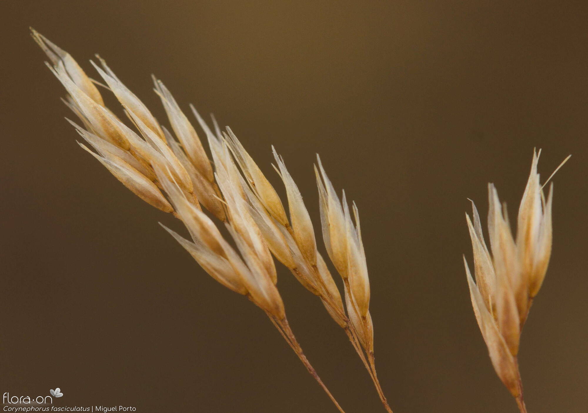 Corynephorus fasciculatus - Flor (close-up) | Miguel Porto; CC BY-NC 4.0