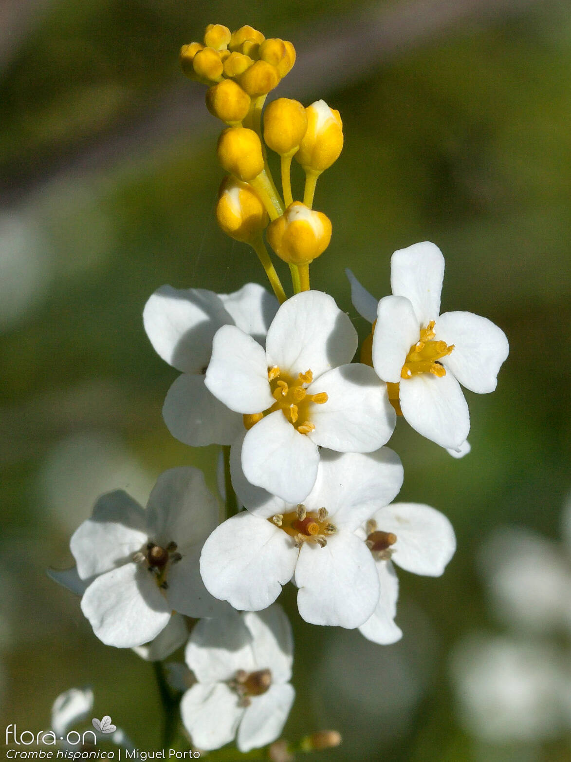 Crambe hispanica