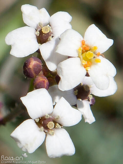 Crambe hispanica - Flor (close-up) | Miguel Porto; CC BY-NC 4.0