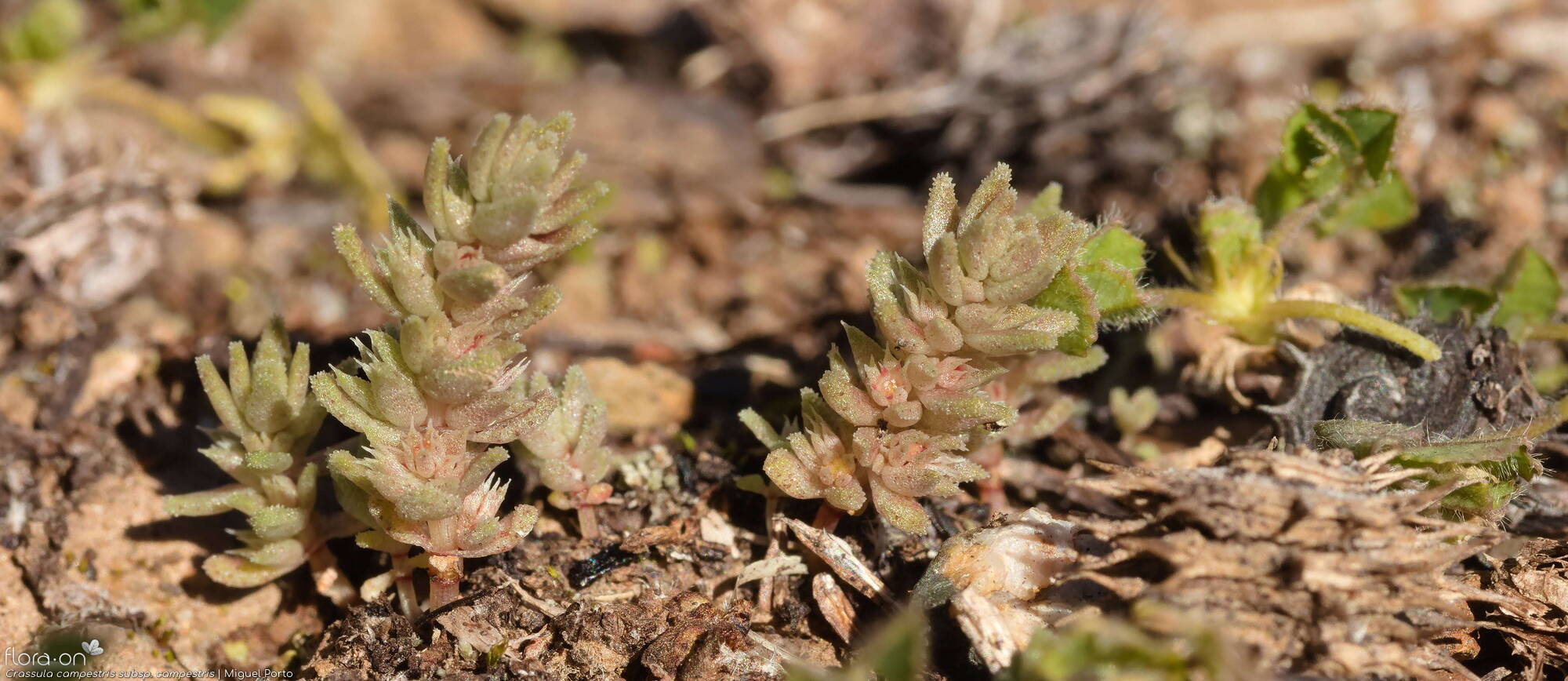 Crassula campestris campestris - Hábito | Miguel Porto; CC BY-NC 4.0