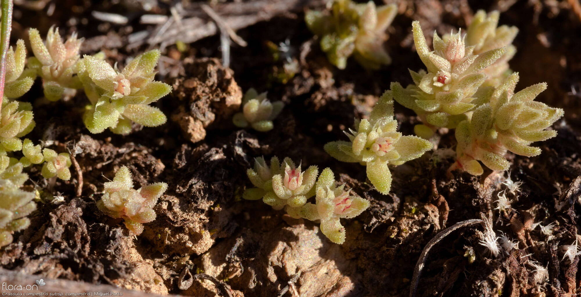 Crassula campestris campestris - Hábito | Miguel Porto; CC BY-NC 4.0