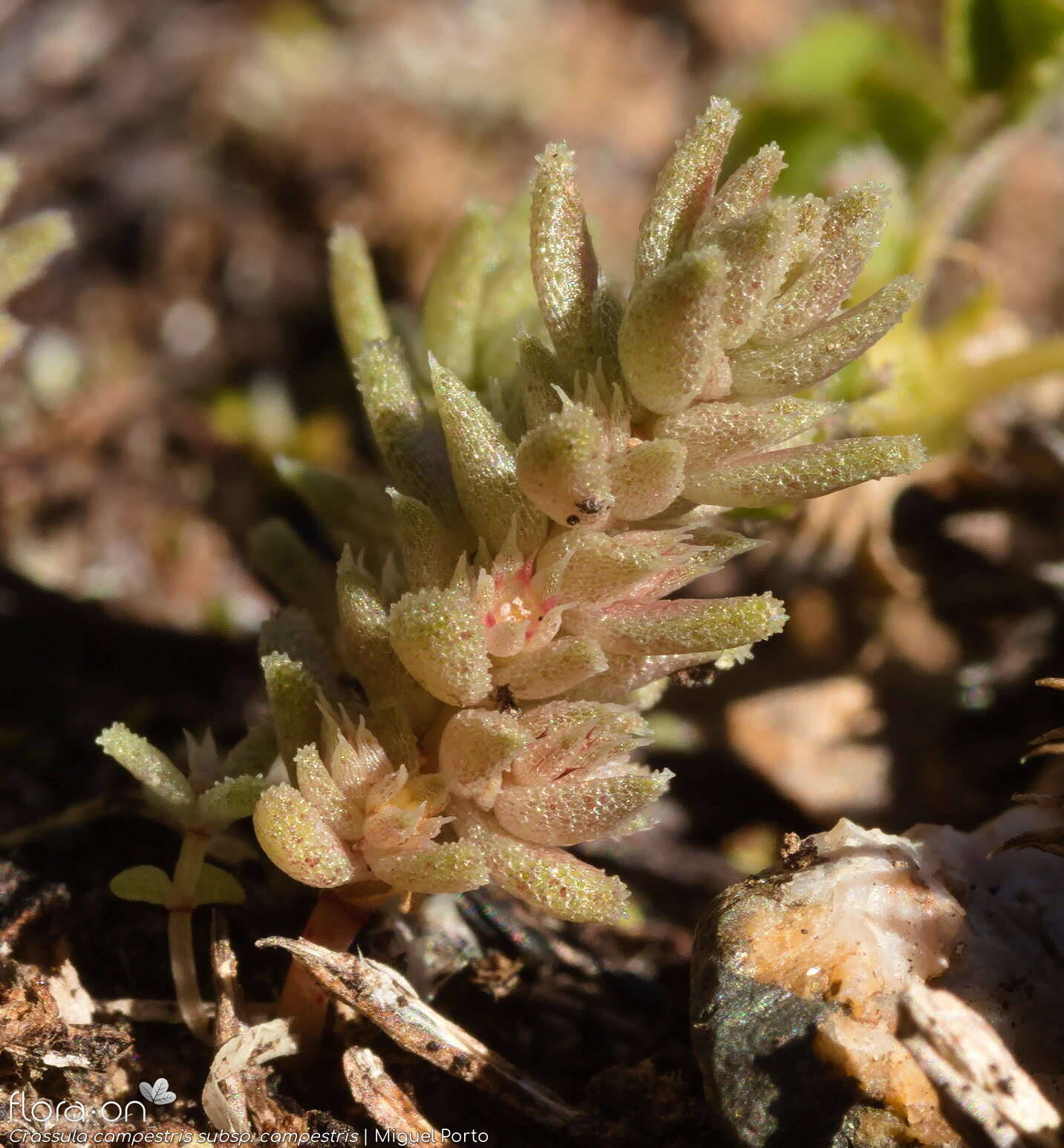 Crassula campestris campestris - Hábito | Miguel Porto; CC BY-NC 4.0