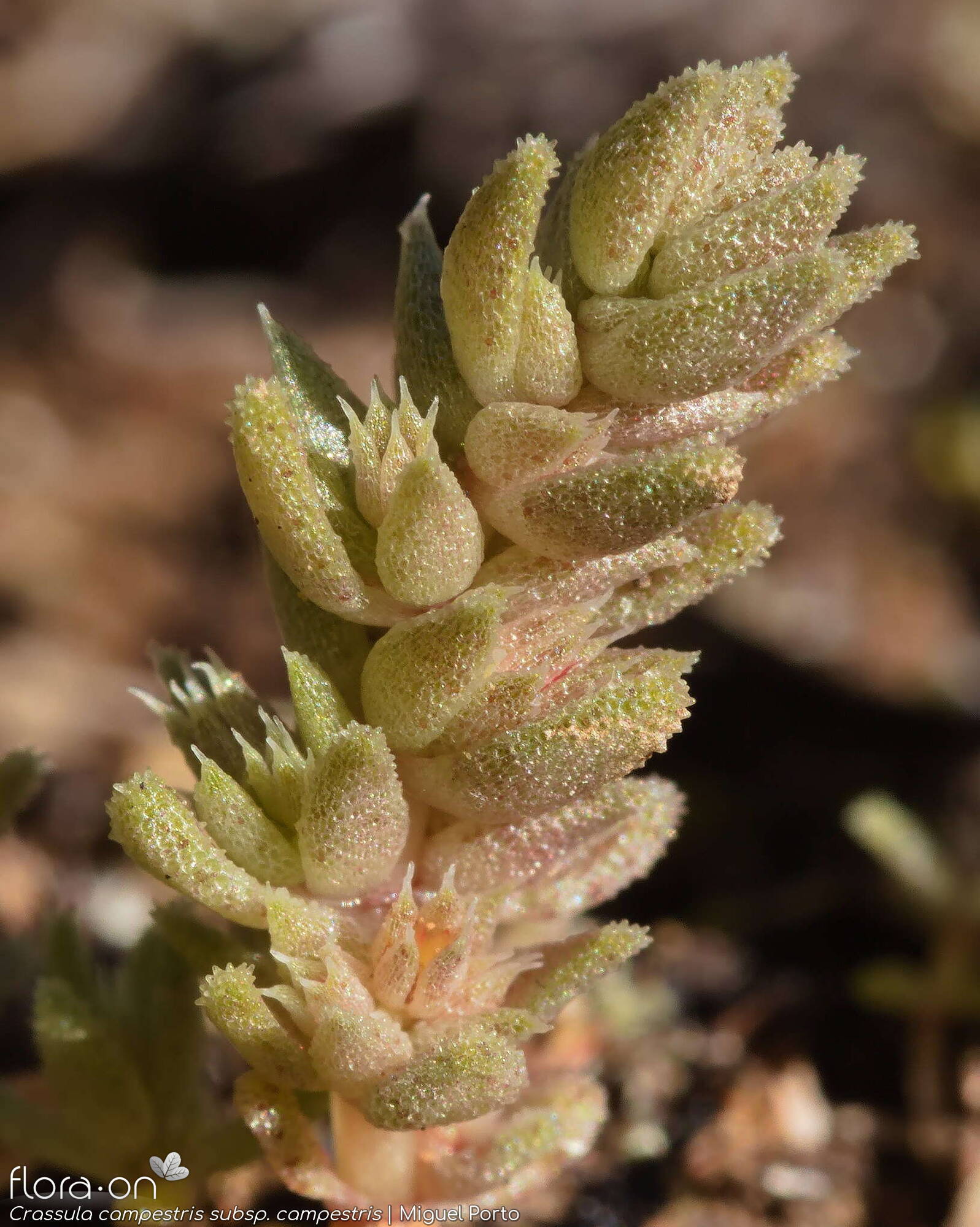 Crassula campestris campestris - Hábito | Miguel Porto; CC BY-NC 4.0