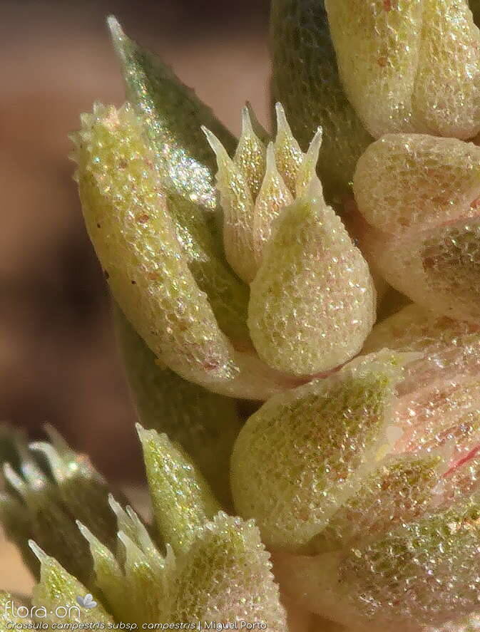 Crassula campestris campestris - Folha | Miguel Porto; CC BY-NC 4.0
