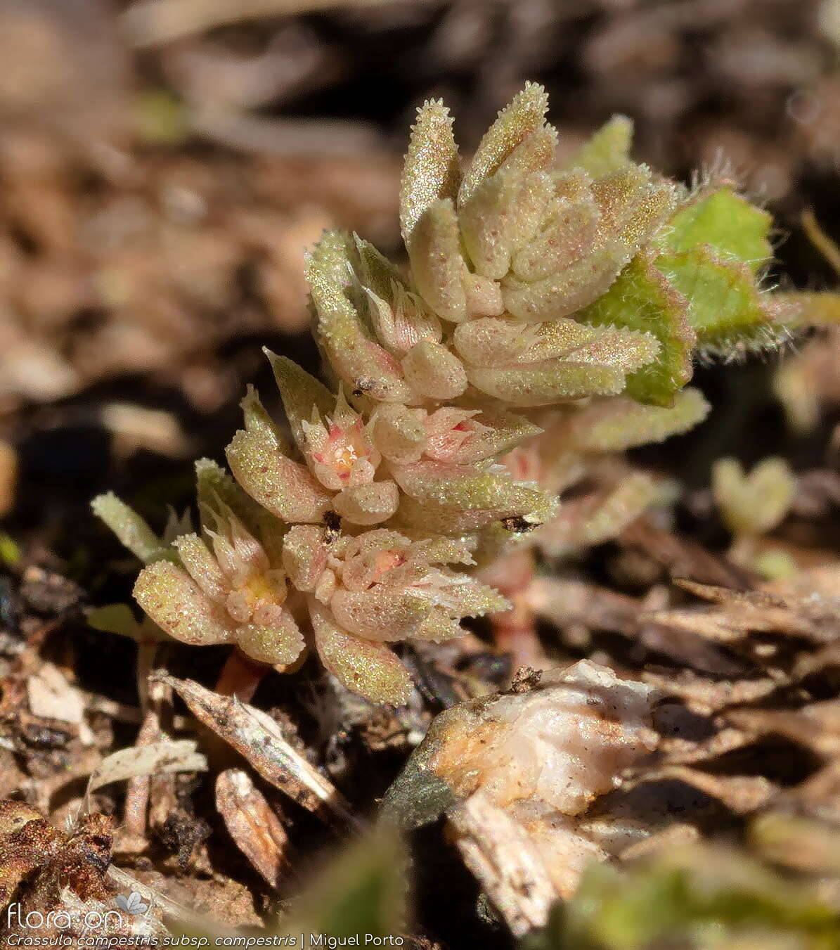 Crassula campestris campestris - Hábito | Miguel Porto; CC BY-NC 4.0