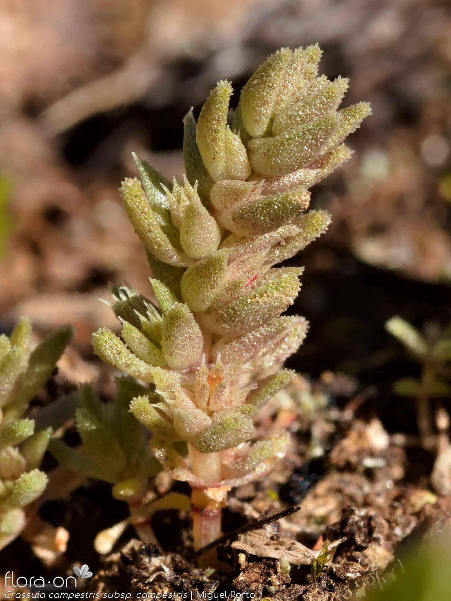 Crassula campestris campestris - Hábito | Miguel Porto; CC BY-NC 4.0