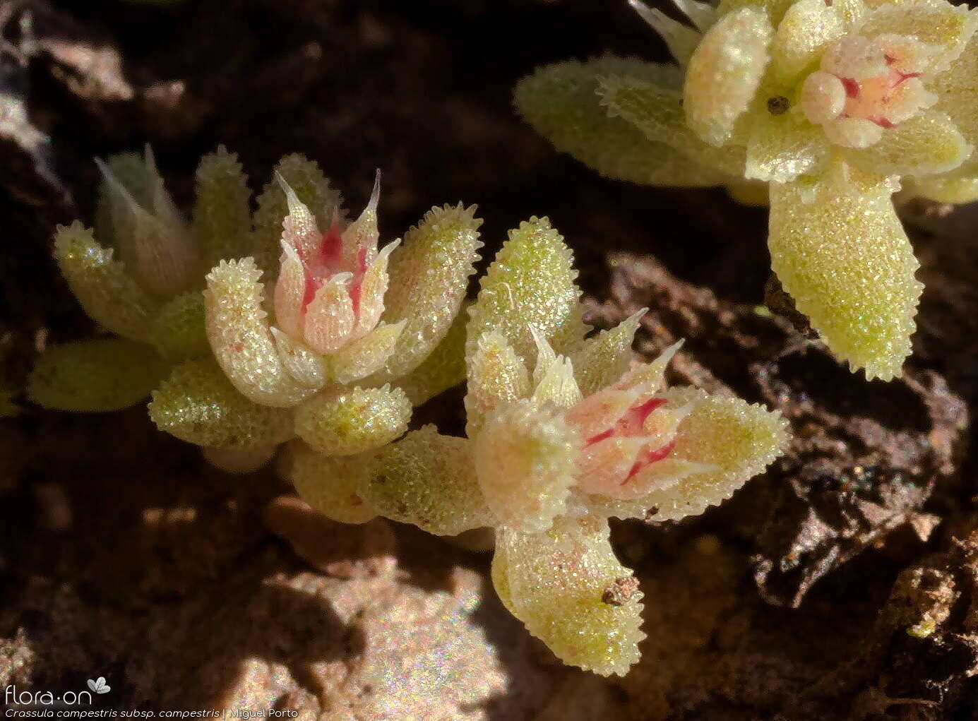 Crassula campestris campestris - Flor (close-up) | Miguel Porto; CC BY-NC 4.0