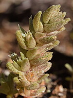 Crassula campestris