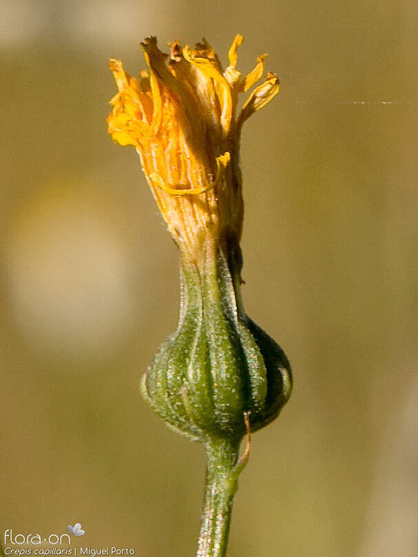 Crepis capillaris - Capítulo frutífero | Miguel Porto; CC BY-NC 4.0