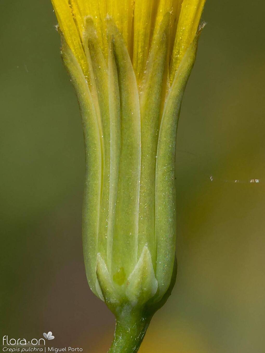Crepis pulchra - Bráctea | Miguel Porto; CC BY-NC 4.0