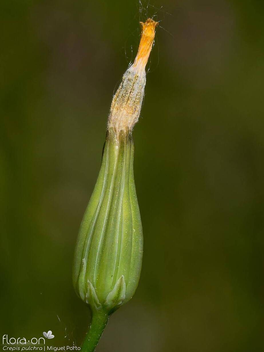 Crepis pulchra - Capítulo frutífero | Miguel Porto; CC BY-NC 4.0