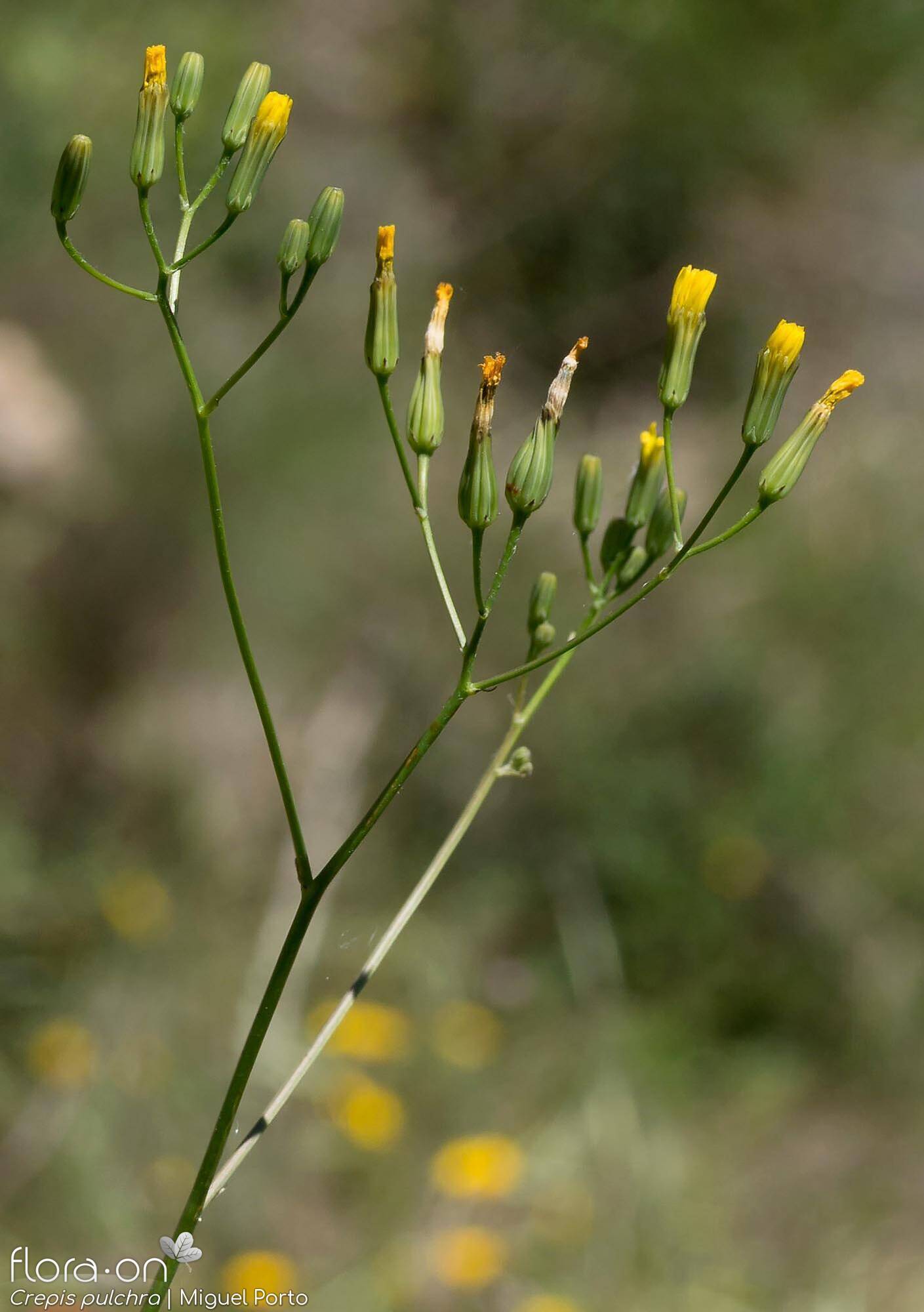 Crepis pulchra - Flor (geral) | Miguel Porto; CC BY-NC 4.0