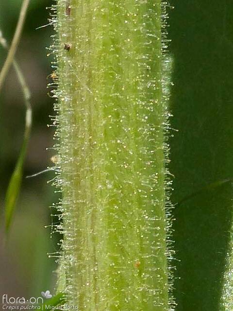 Crepis pulchra - Caule | Miguel Porto; CC BY-NC 4.0
