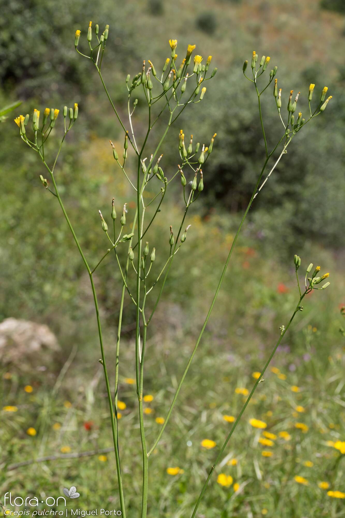 Crepis pulchra - Hábito | Miguel Porto; CC BY-NC 4.0