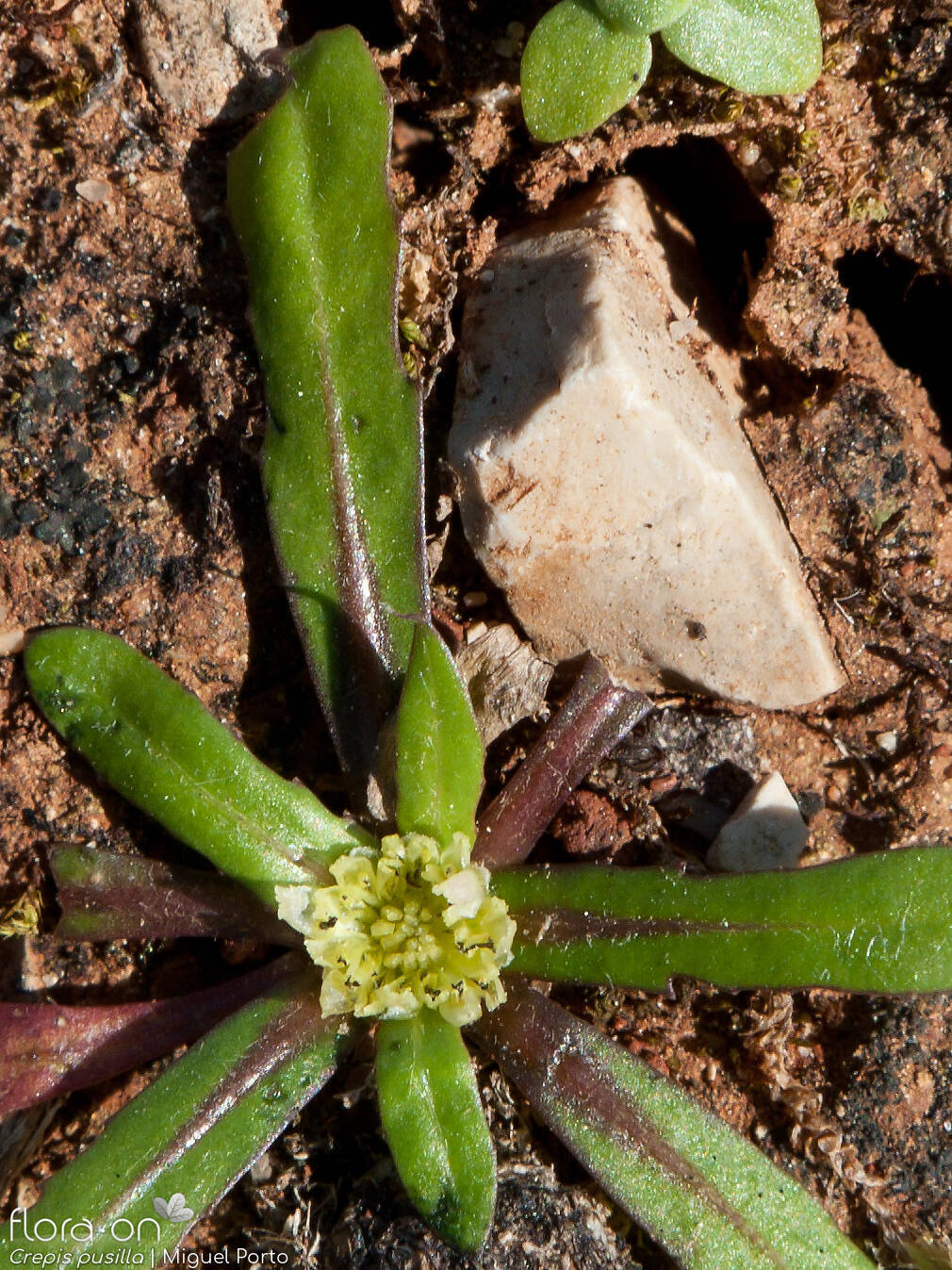 Crepis pusilla - Folha | Miguel Porto; CC BY-NC 4.0