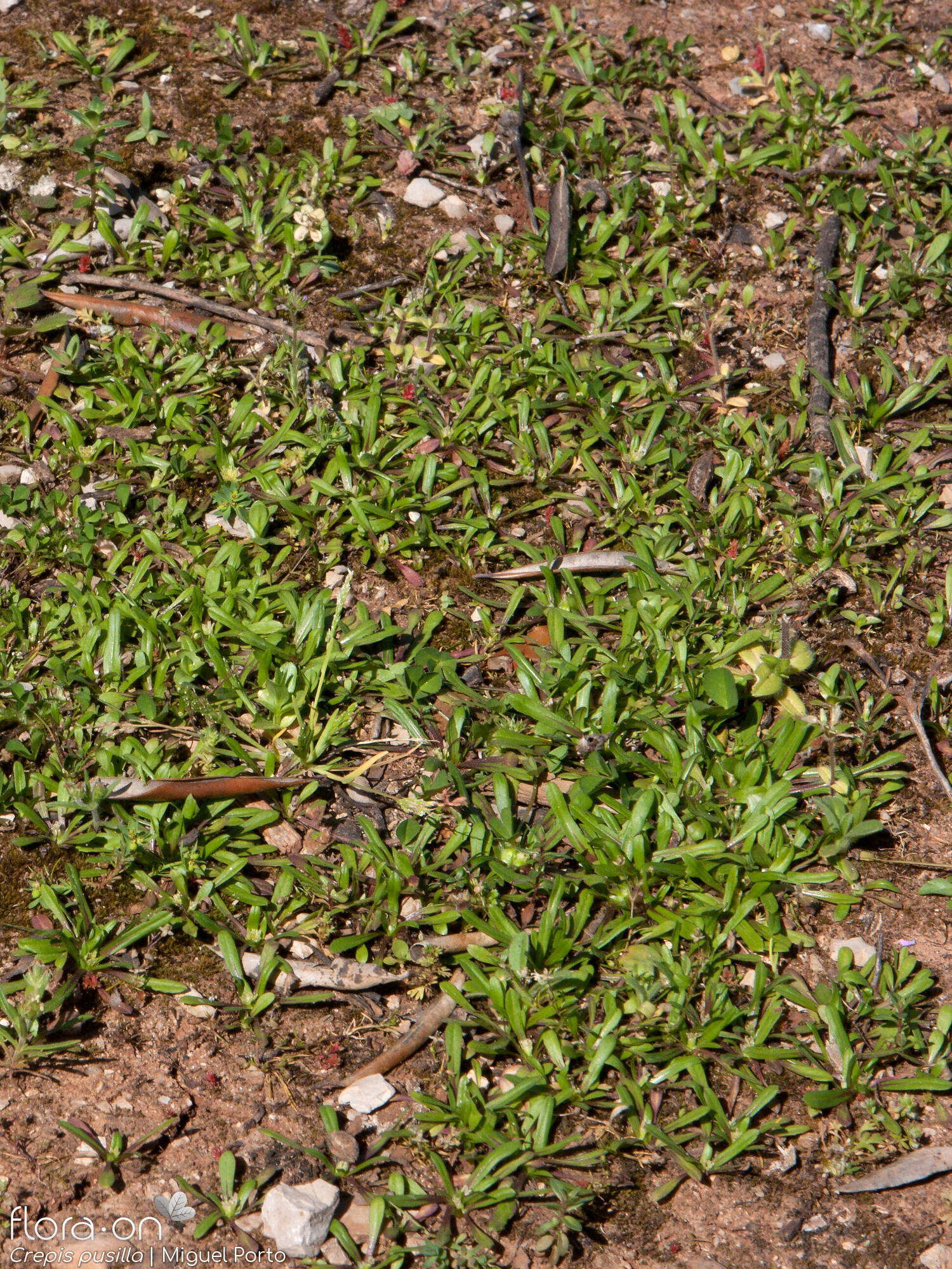 Crepis pusilla - Habitat | Miguel Porto; CC BY-NC 4.0