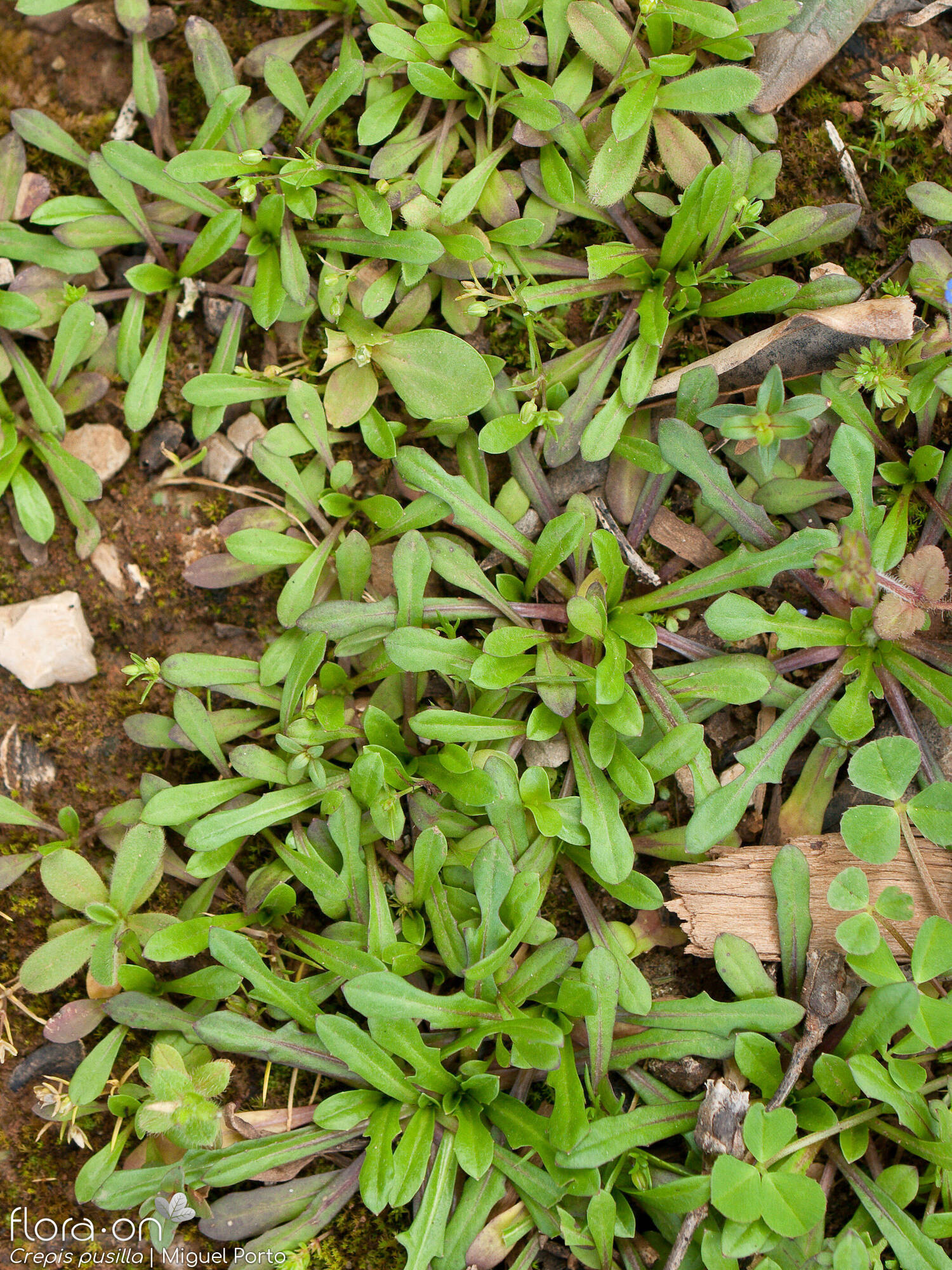 Crepis pusilla - Hábito | Miguel Porto; CC BY-NC 4.0