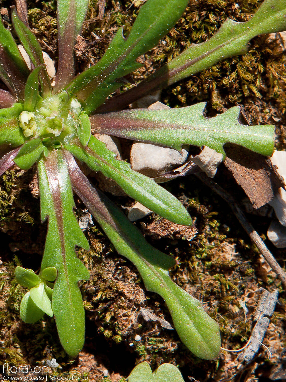 Crepis pusilla - Folha | Miguel Porto; CC BY-NC 4.0