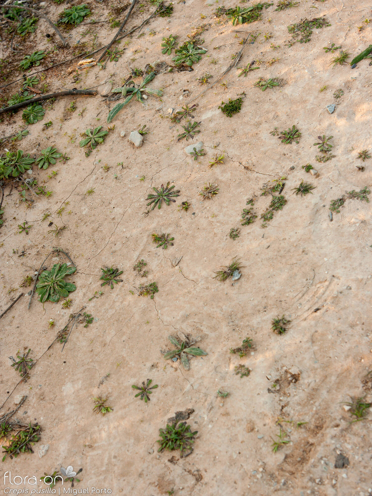 Crepis pusilla - Habitat | Miguel Porto; CC BY-NC 4.0
