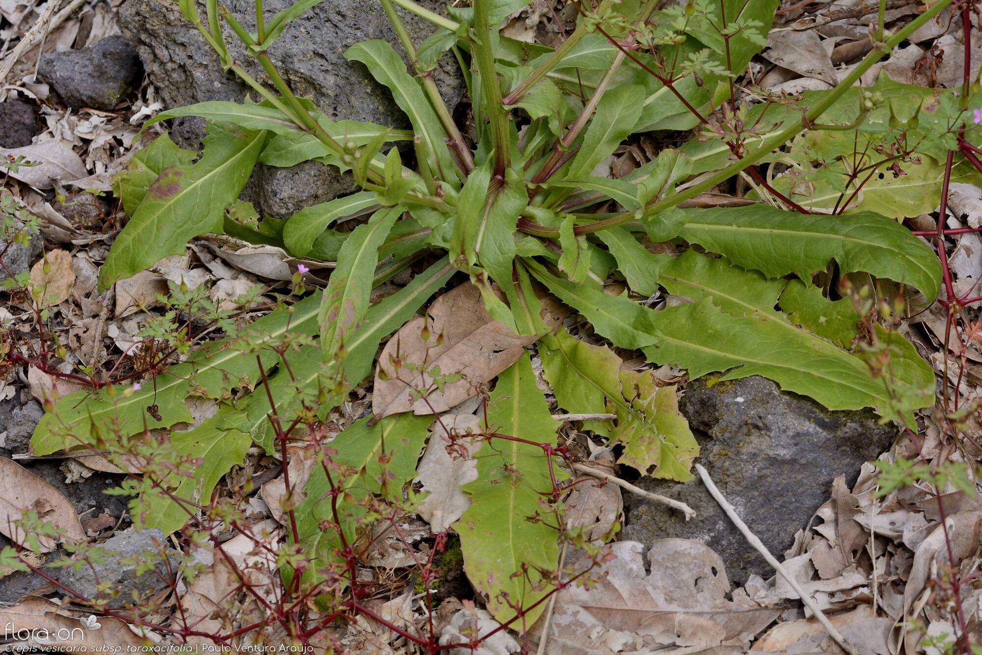Crepis vesicaria taraxacifolia - Folha (geral) | Paulo Ventura Araújo; CC BY-NC 4.0