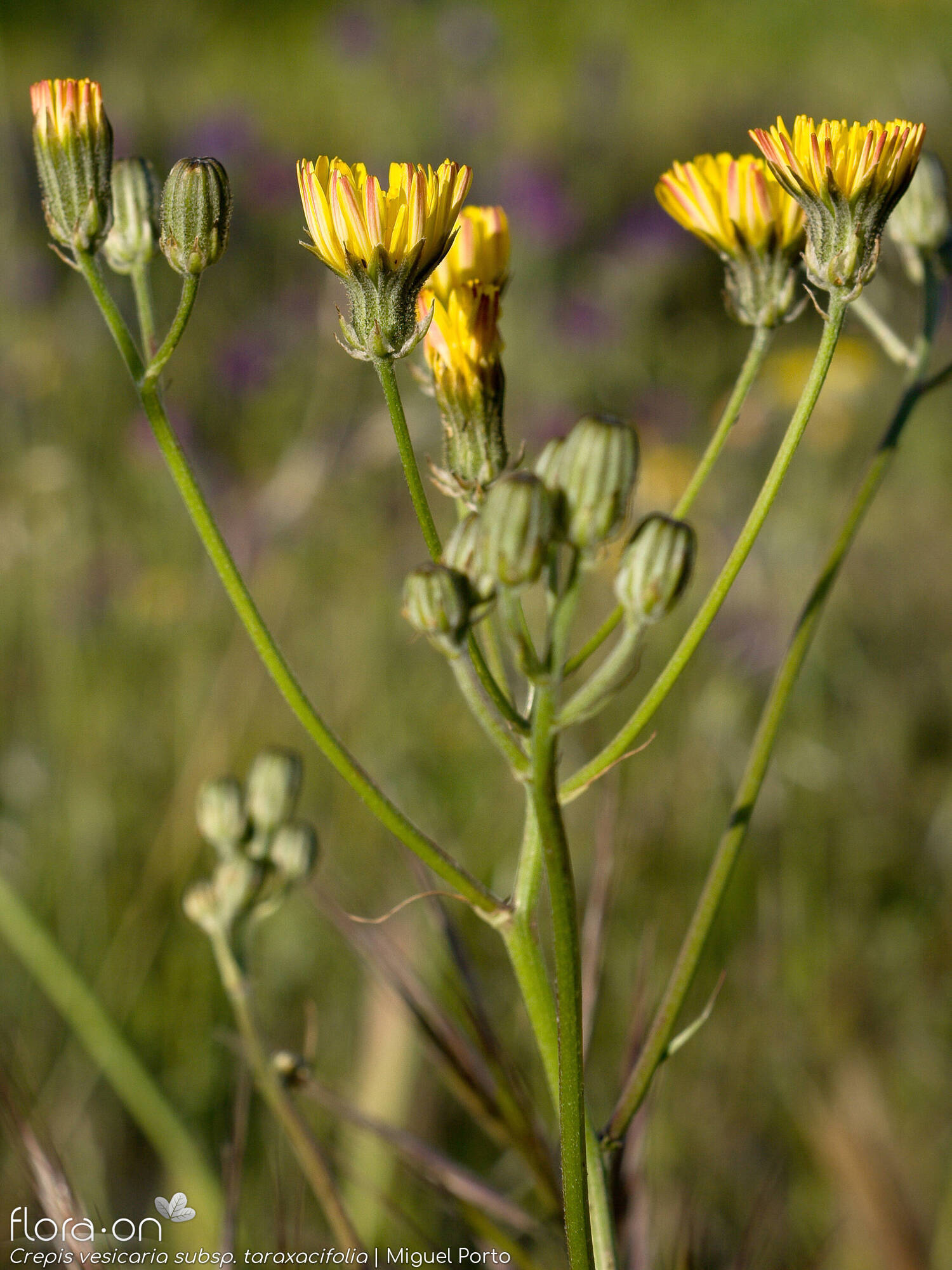 Crepis vesicaria taraxacifolia - Flor (geral) | Miguel Porto; CC BY-NC 4.0