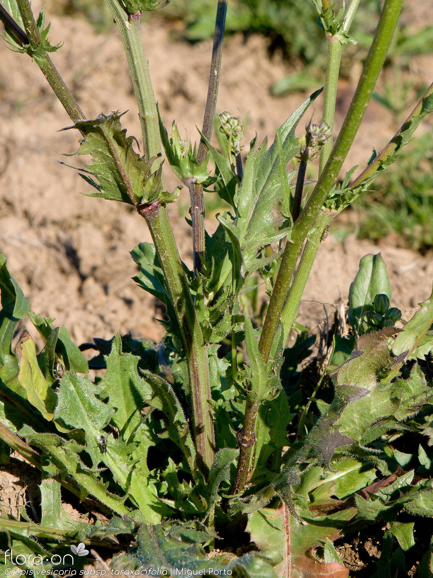 Crepis vesicaria taraxacifolia - Caule | Miguel Porto; CC BY-NC 4.0