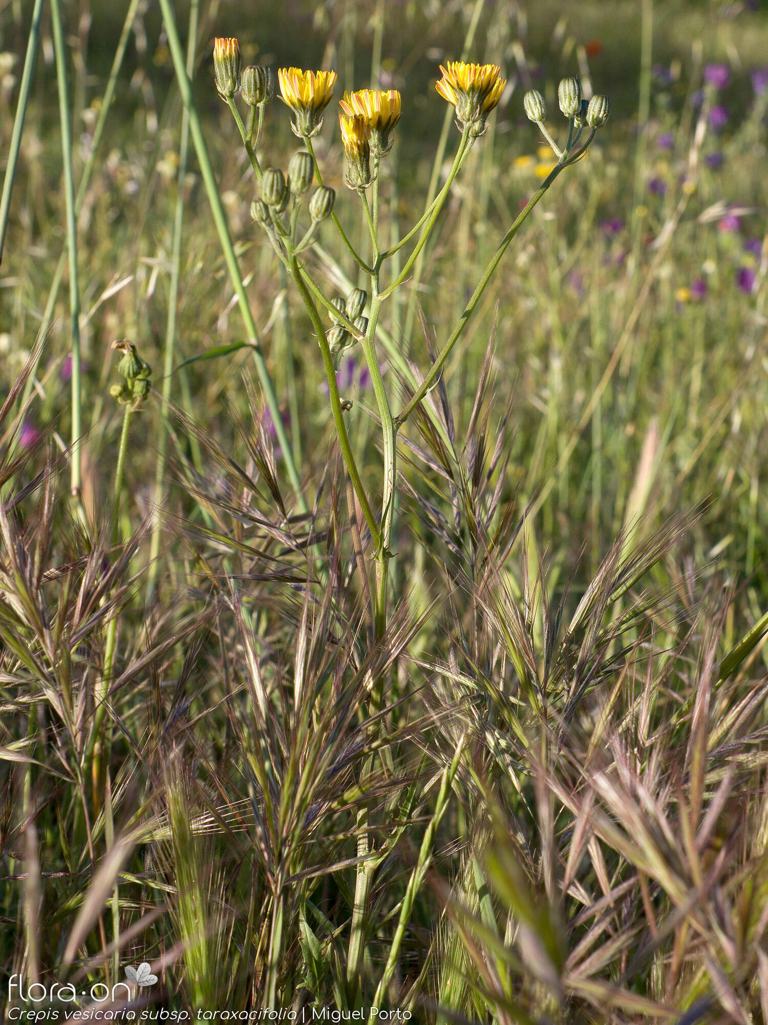 Crepis vesicaria taraxacifolia - Hábito | Miguel Porto; CC BY-NC 4.0