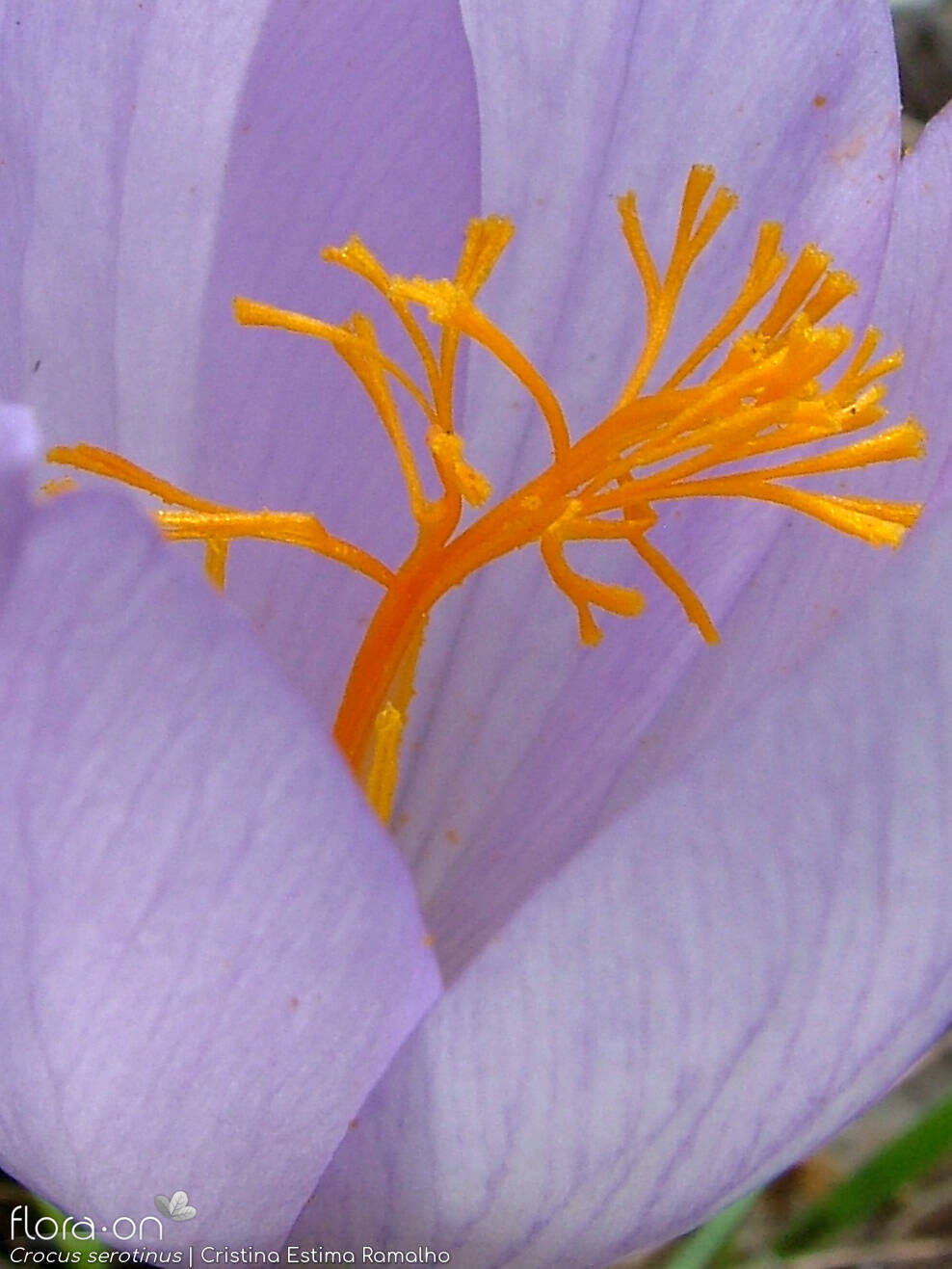Crocus serotinus - Flor (close-up) | Cristina Estima Ramalho; CC BY-NC 4.0