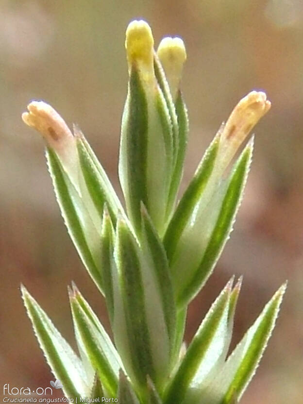 Crucianella angustifolia - Flor (close-up) | Miguel Porto; CC BY-NC 4.0