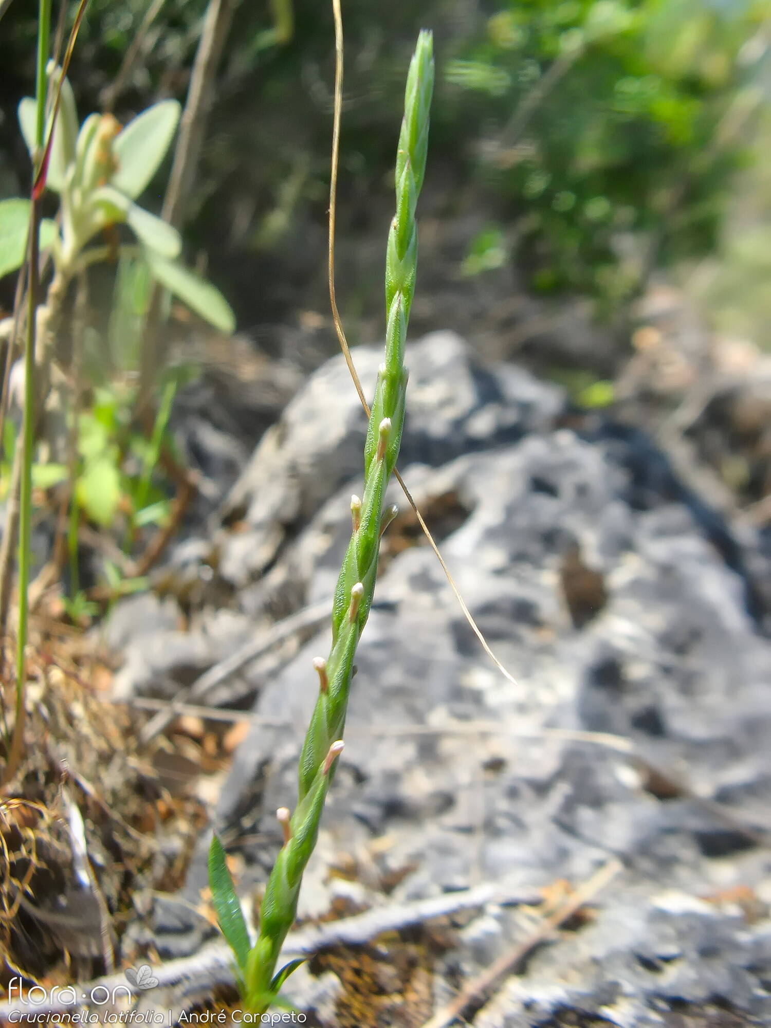 Crucianella latifolia - Flor (geral) | André Carapeto; CC BY-NC 4.0